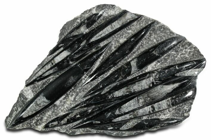 Polished Fossil Orthoceras (Cephalopod) Plate - Morocco #348435